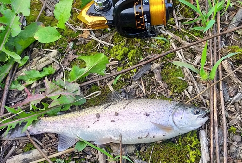 ニジマスの釣果