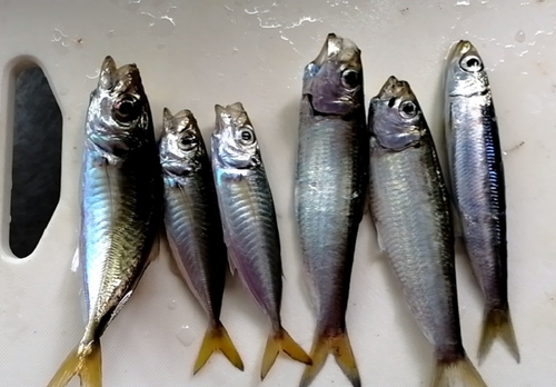 アジの釣果