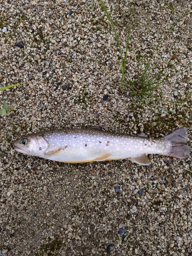 イワナの釣果