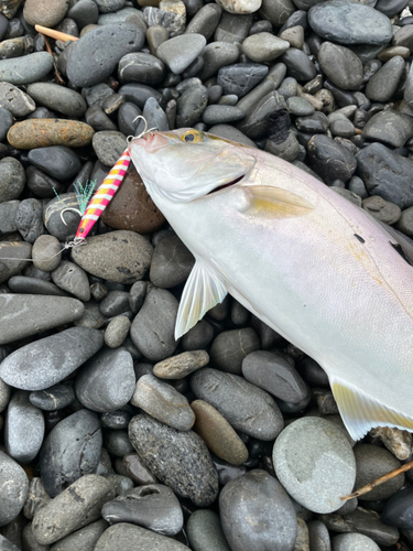 ショゴの釣果