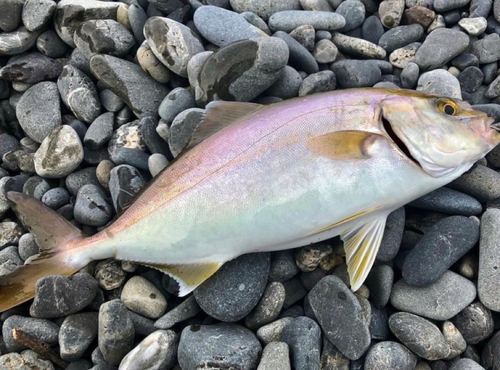 ショゴの釣果