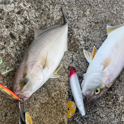 ショゴの釣果