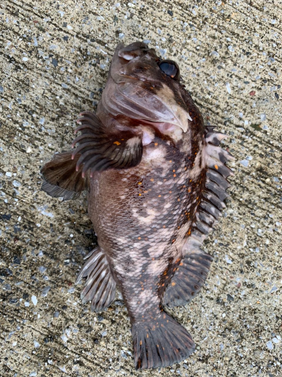 リュウグウハゼ