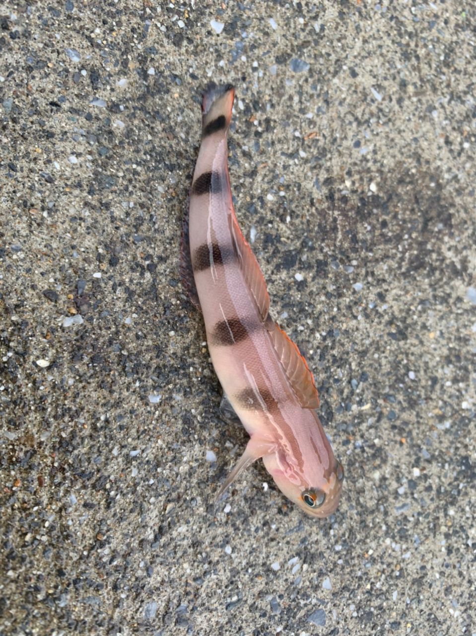 リュウグウハゼ