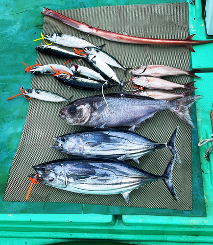 メダイの釣果