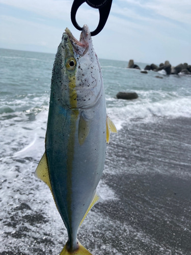 ワカシの釣果