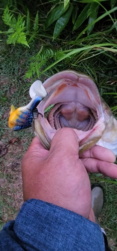 ラージマウスバスの釣果