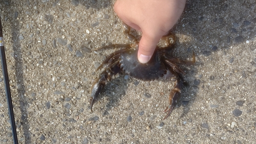 タイワンガザミの釣果