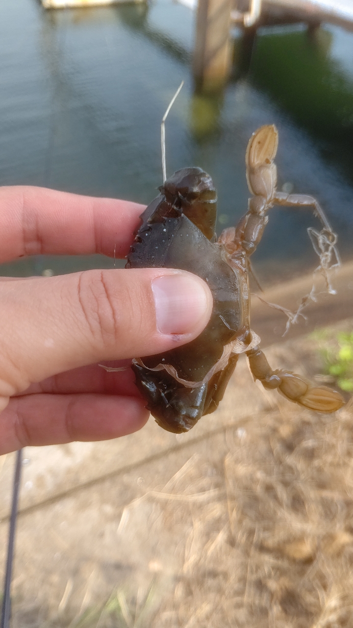 タイワンガザミ