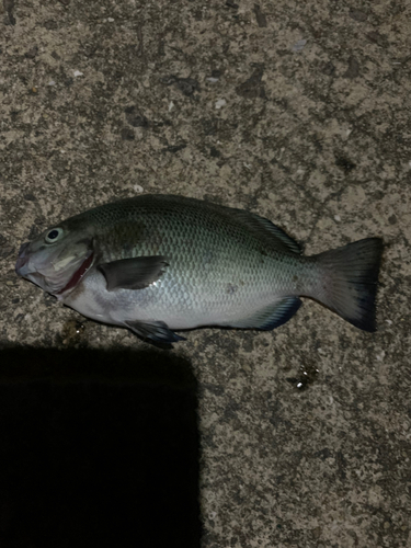 クロの釣果