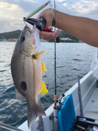 フエフキダイの釣果