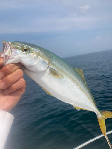 ハマチの釣果