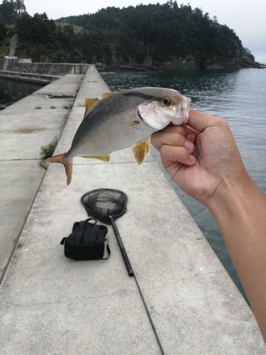 ショゴの釣果