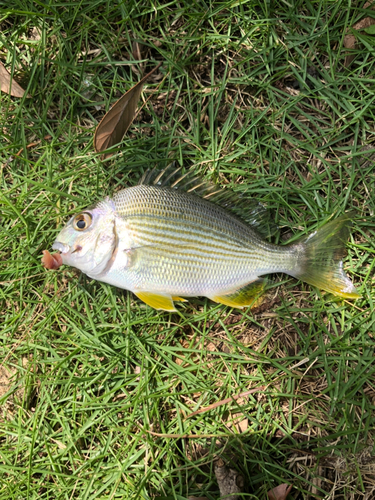 ヘダイの釣果