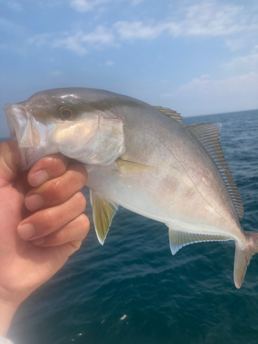 シオの釣果