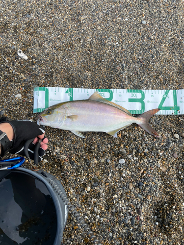 ショゴの釣果