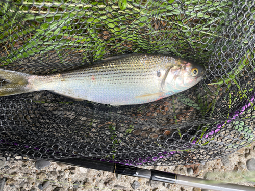 コノシロの釣果