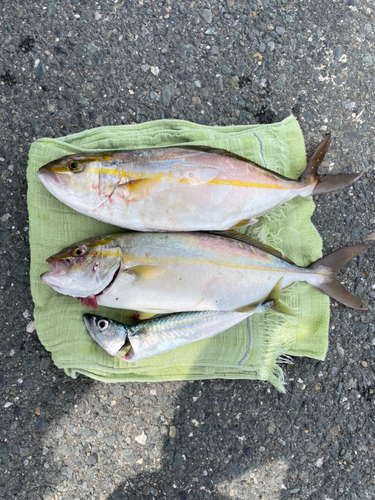 サバの釣果