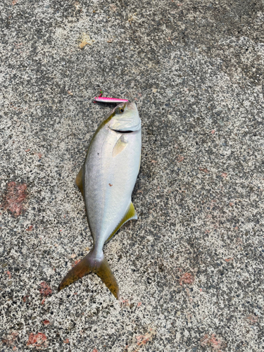 カンパチの釣果