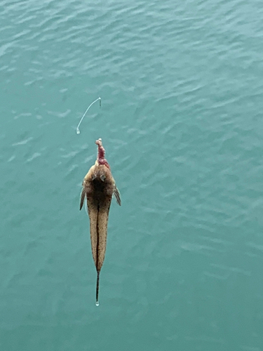 メゴチの釣果