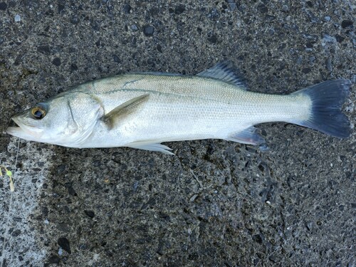 フッコ（マルスズキ）の釣果