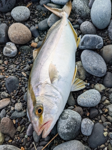 ショゴの釣果