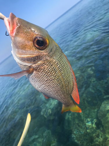 イソフエフキの釣果