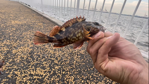 カサゴの釣果