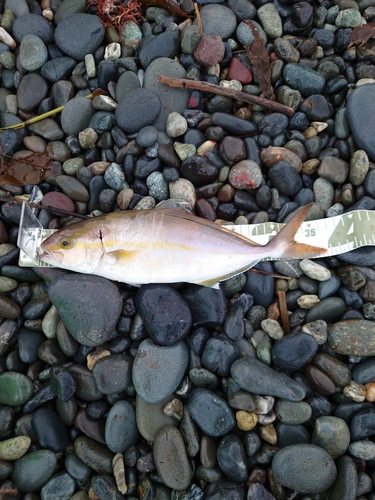 ショゴの釣果