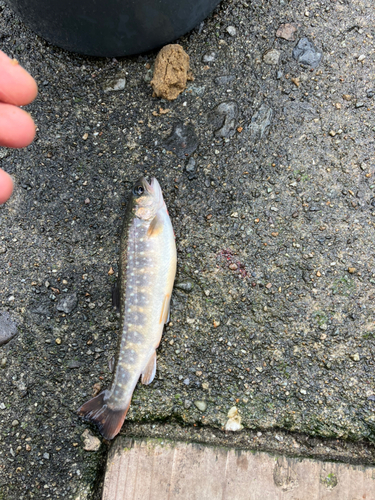 イワナの釣果