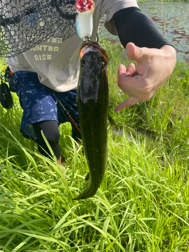 ライギョの釣果