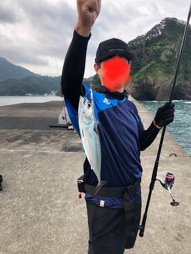 ヒラソウダの釣果