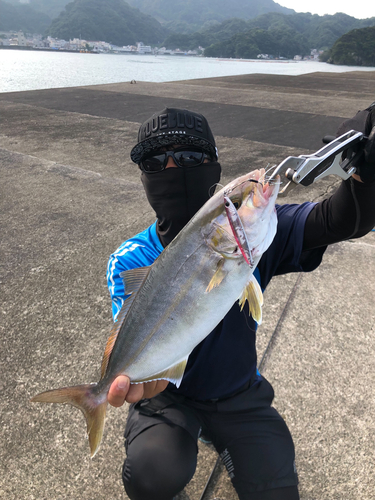 ショゴの釣果