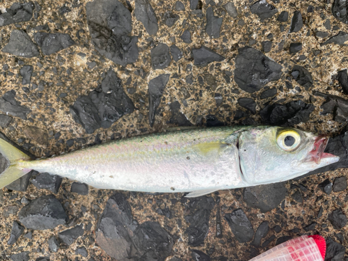 サバの釣果