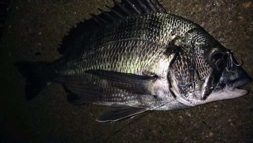 クロダイの釣果