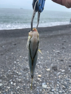 ワカシの釣果