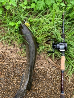 ライギョの釣果