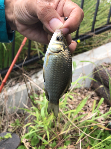 フナの釣果