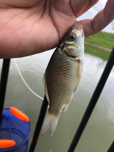 フナの釣果