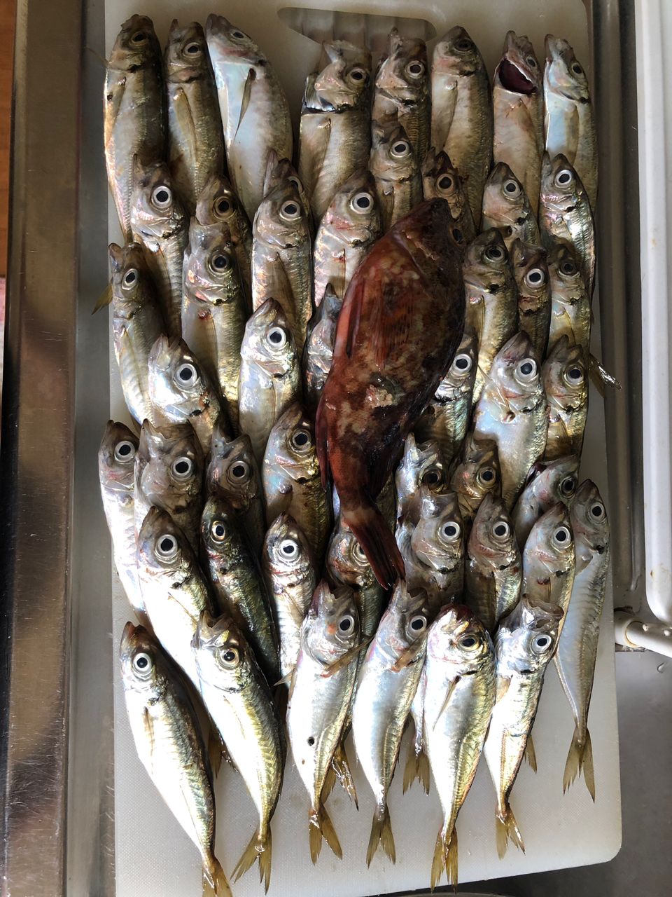 アジ