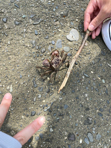 カニの釣果