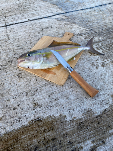 ショゴの釣果