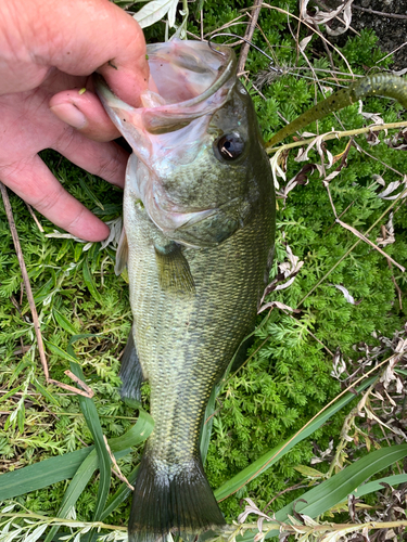 ラージマウスバスの釣果