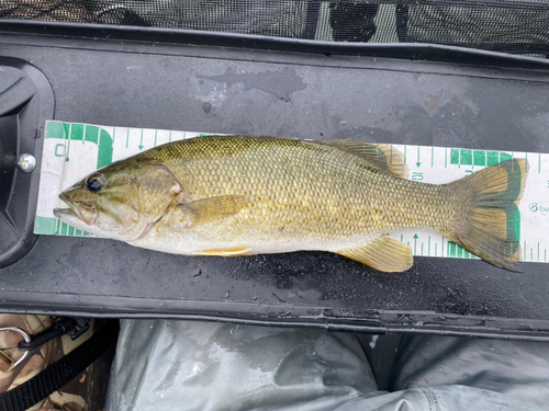 スモールマウスバスの釣果