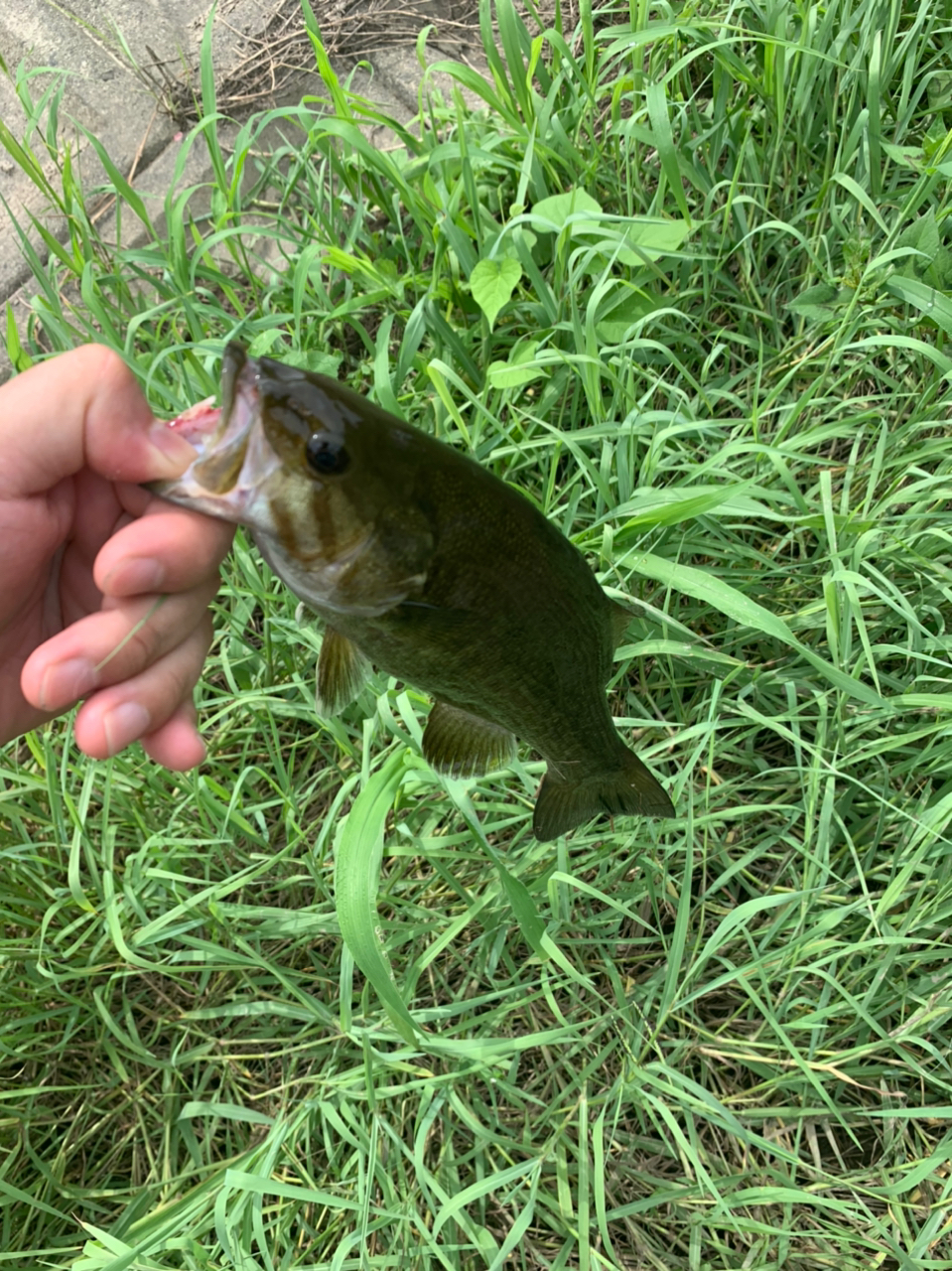 スモールマウスバス