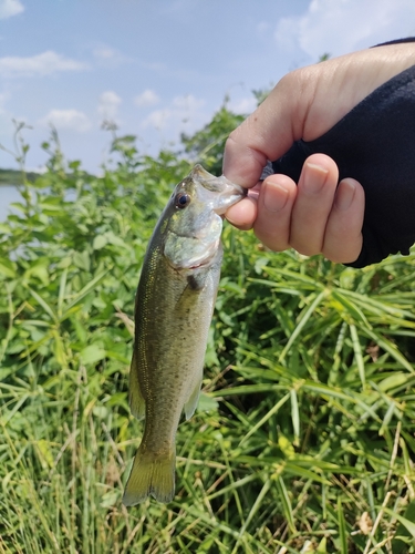 ブラックバスの釣果