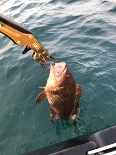 オオモンハタの釣果