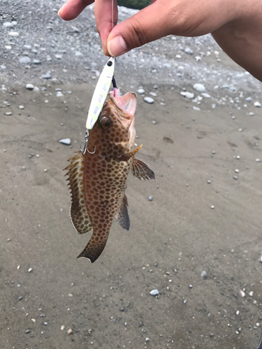 オオモンハタの釣果