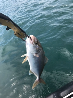 ショゴの釣果