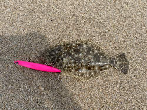 ソゲの釣果